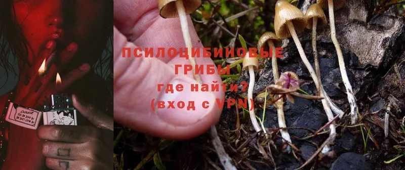 Псилоцибиновые грибы Psilocybe Лысьва